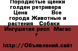 Породистые щенки голден ретривера › Цена ­ 25 000 - Все города Животные и растения » Собаки   . Ингушетия респ.,Магас г.